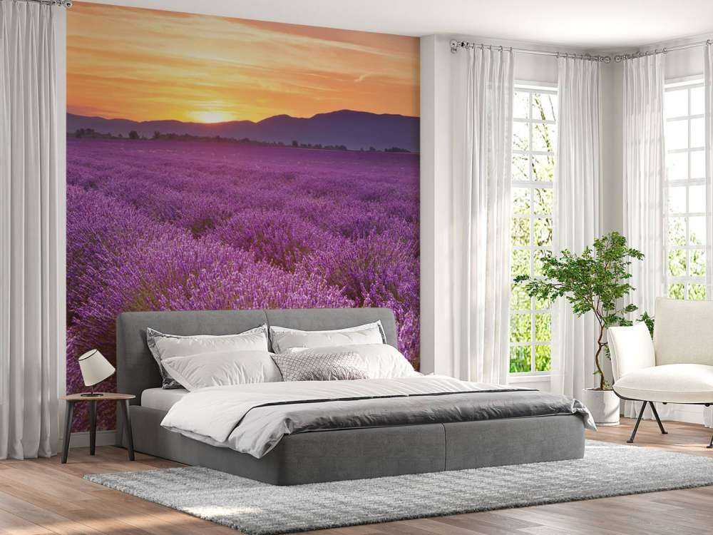 Fält full av lavendel