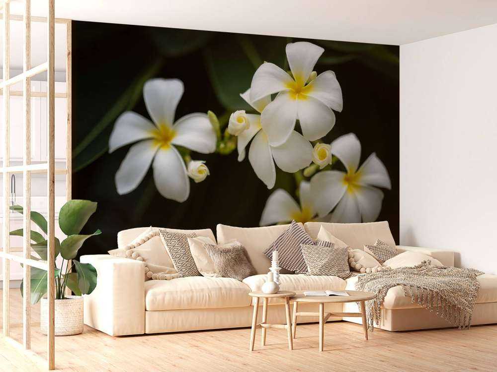 Närbild Plumeria