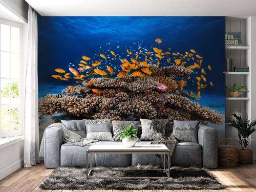 Marine Life