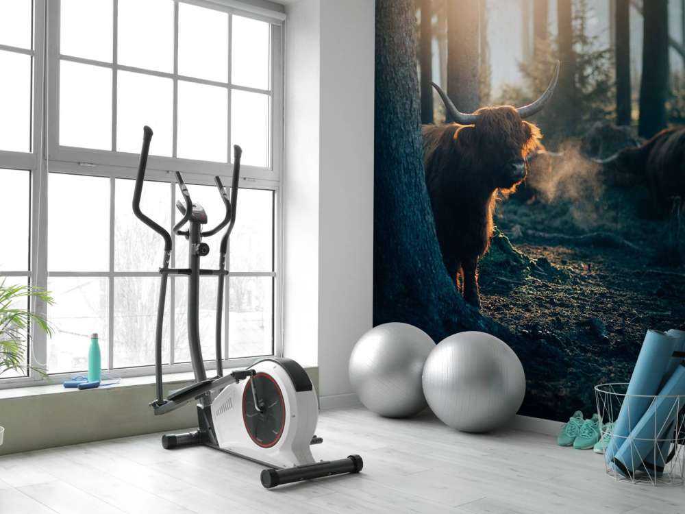 Scottish Highlander i morgenlys