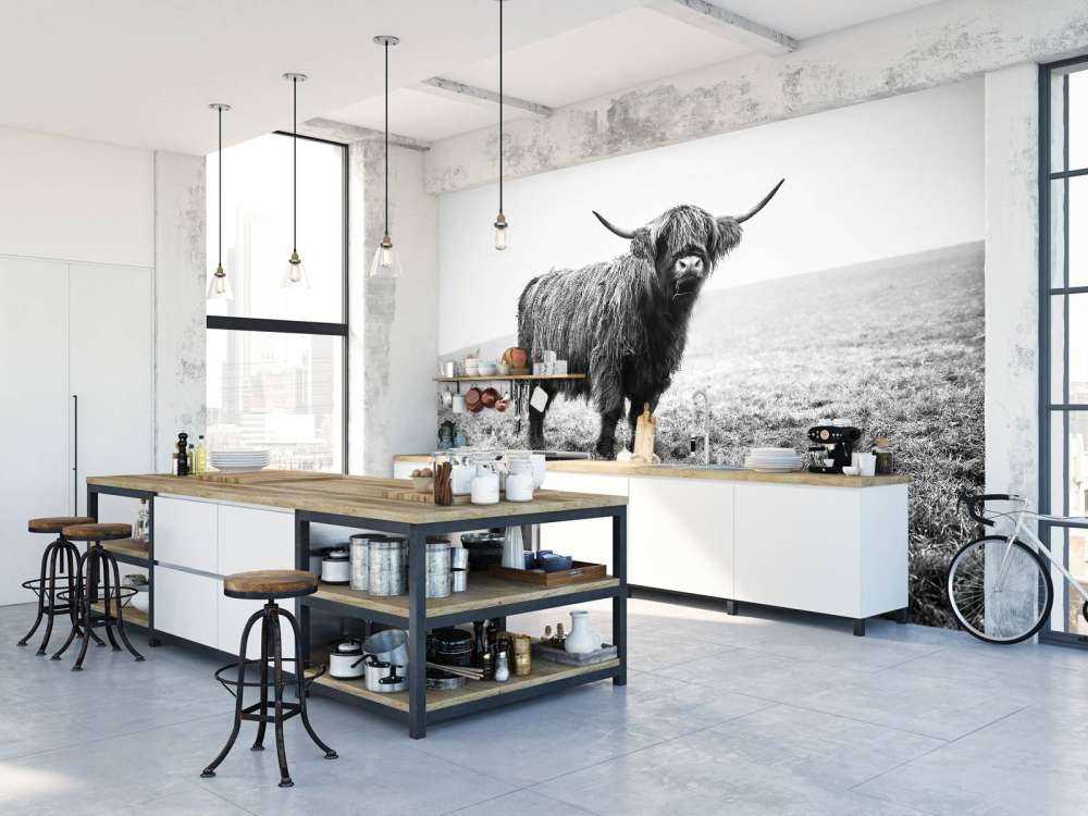 Scottish højlander i græsset