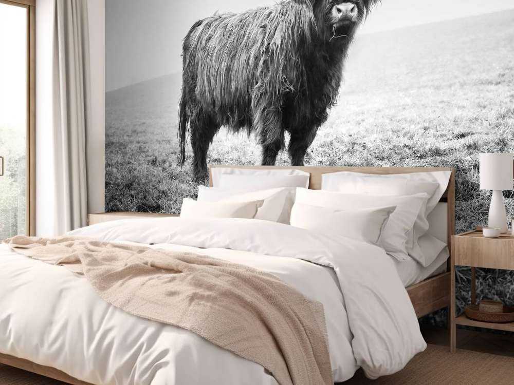 Scottish højlander i græsset