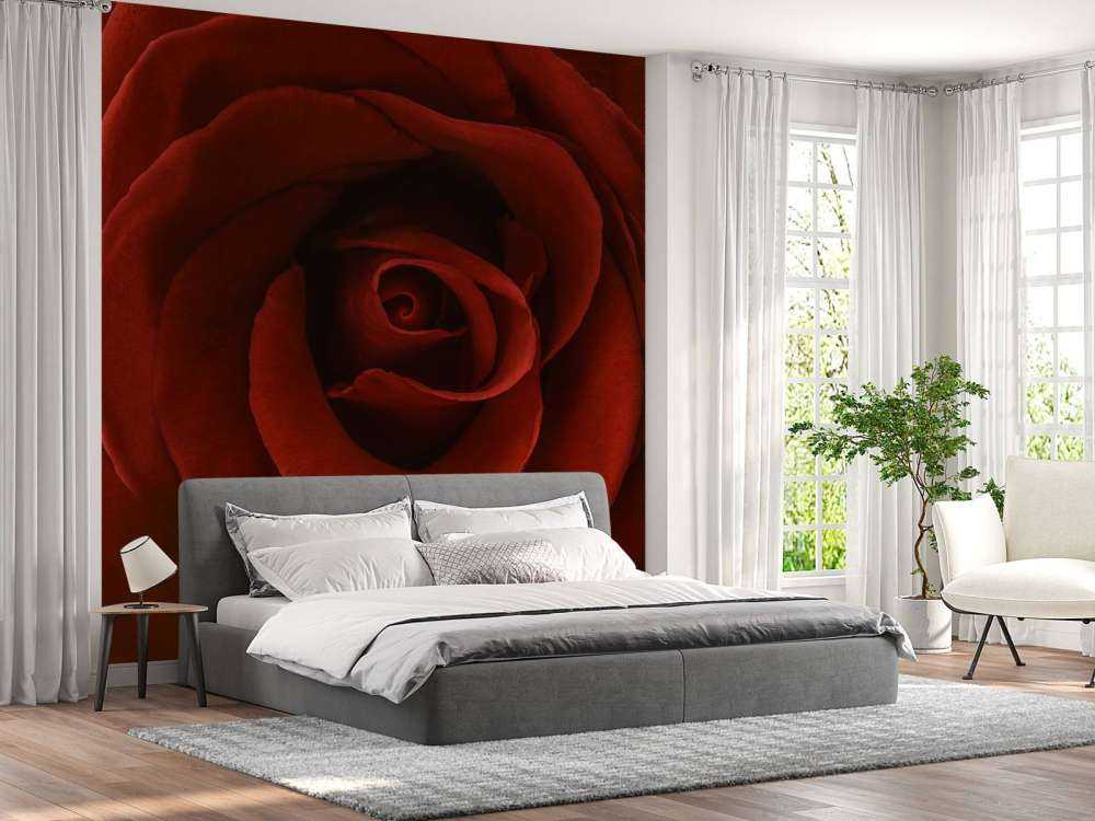 Nærbillede rød rose