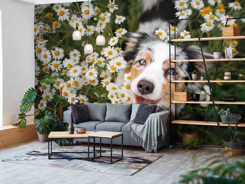 Australsk hyrde blandt blomster