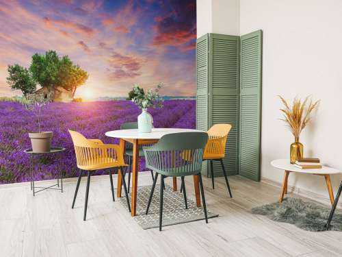 Lavendel felt under solopgang
