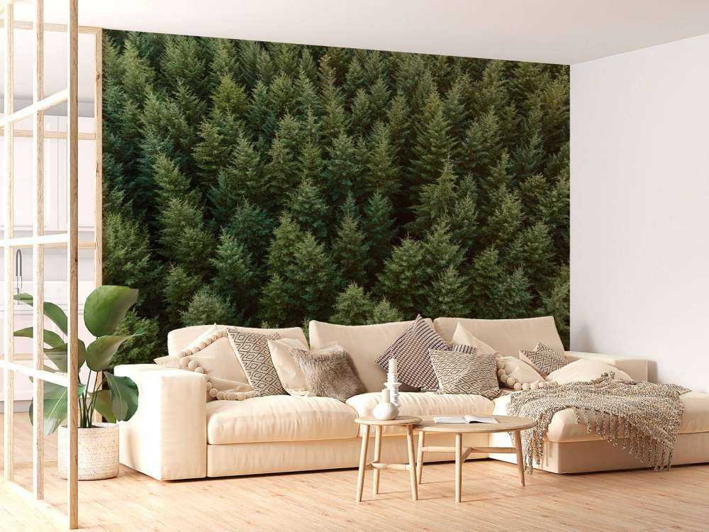 Douglasgran fra oven