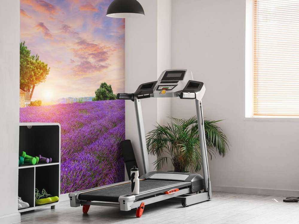 Lavendelåker under soloppgang