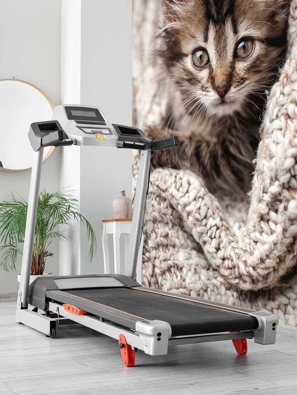 Katt i et teppe