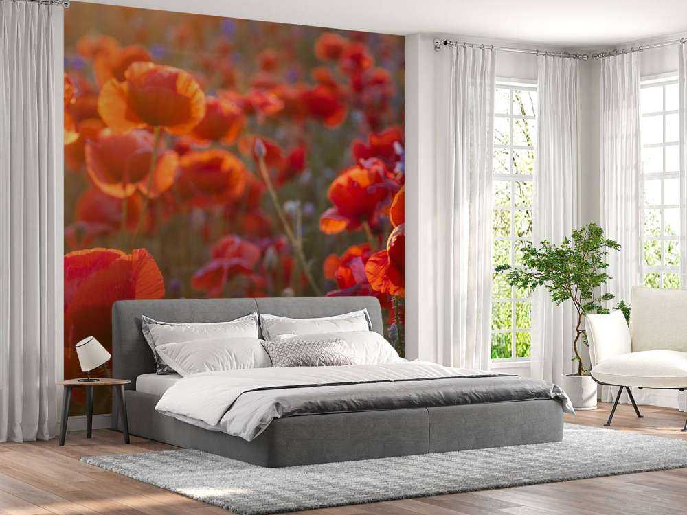 Valmuer og kornblomster