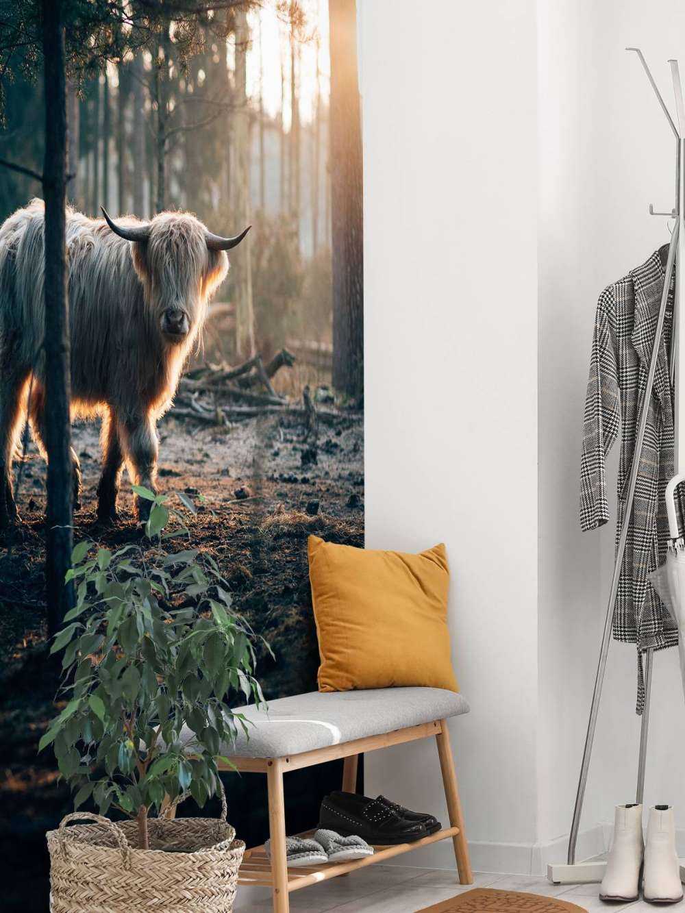 hvite skotske høylandet