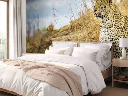 Leopard på utkikk