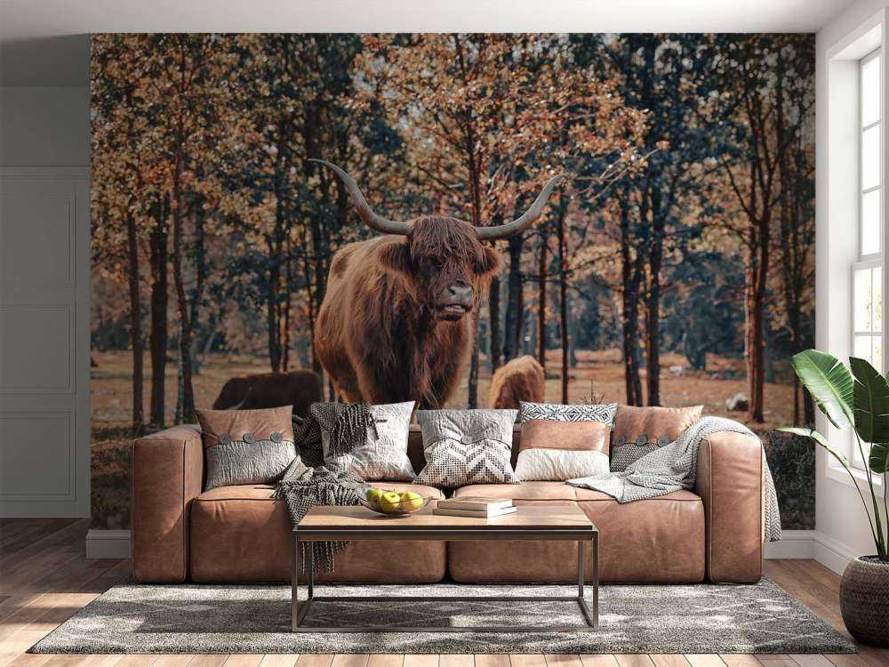 Skotsk highlander i udkanten af skoven