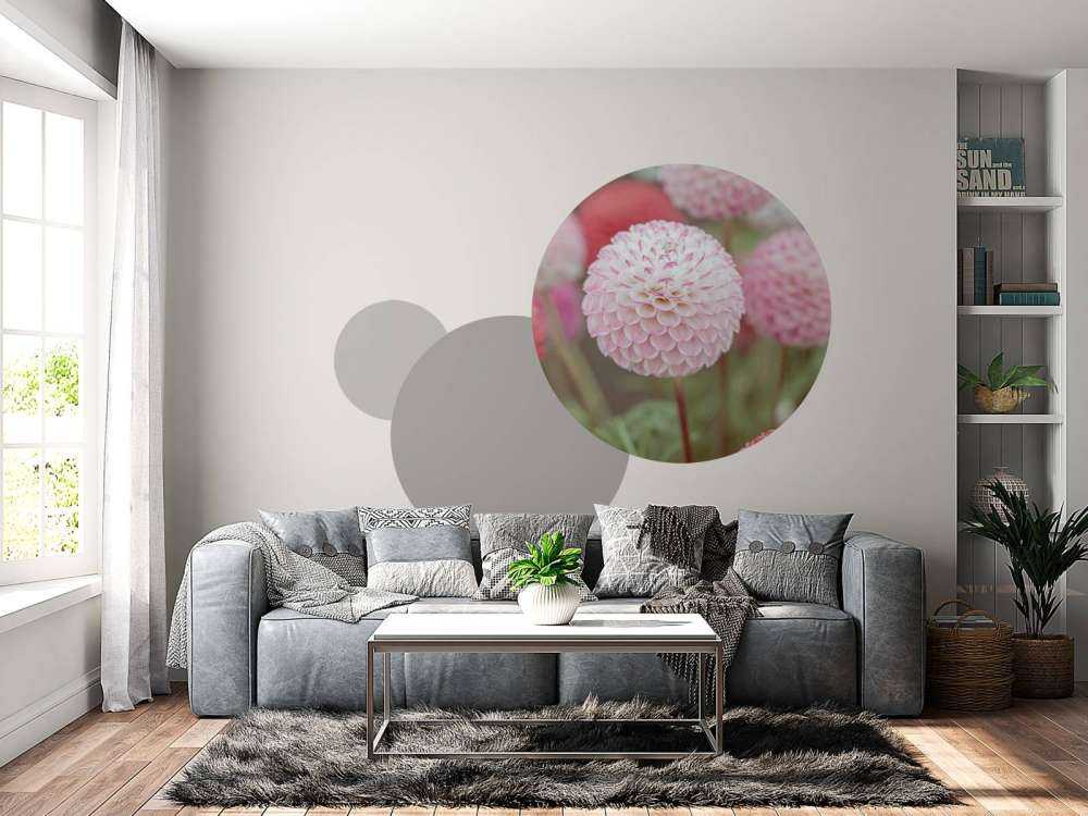 Pink dahlia blomster