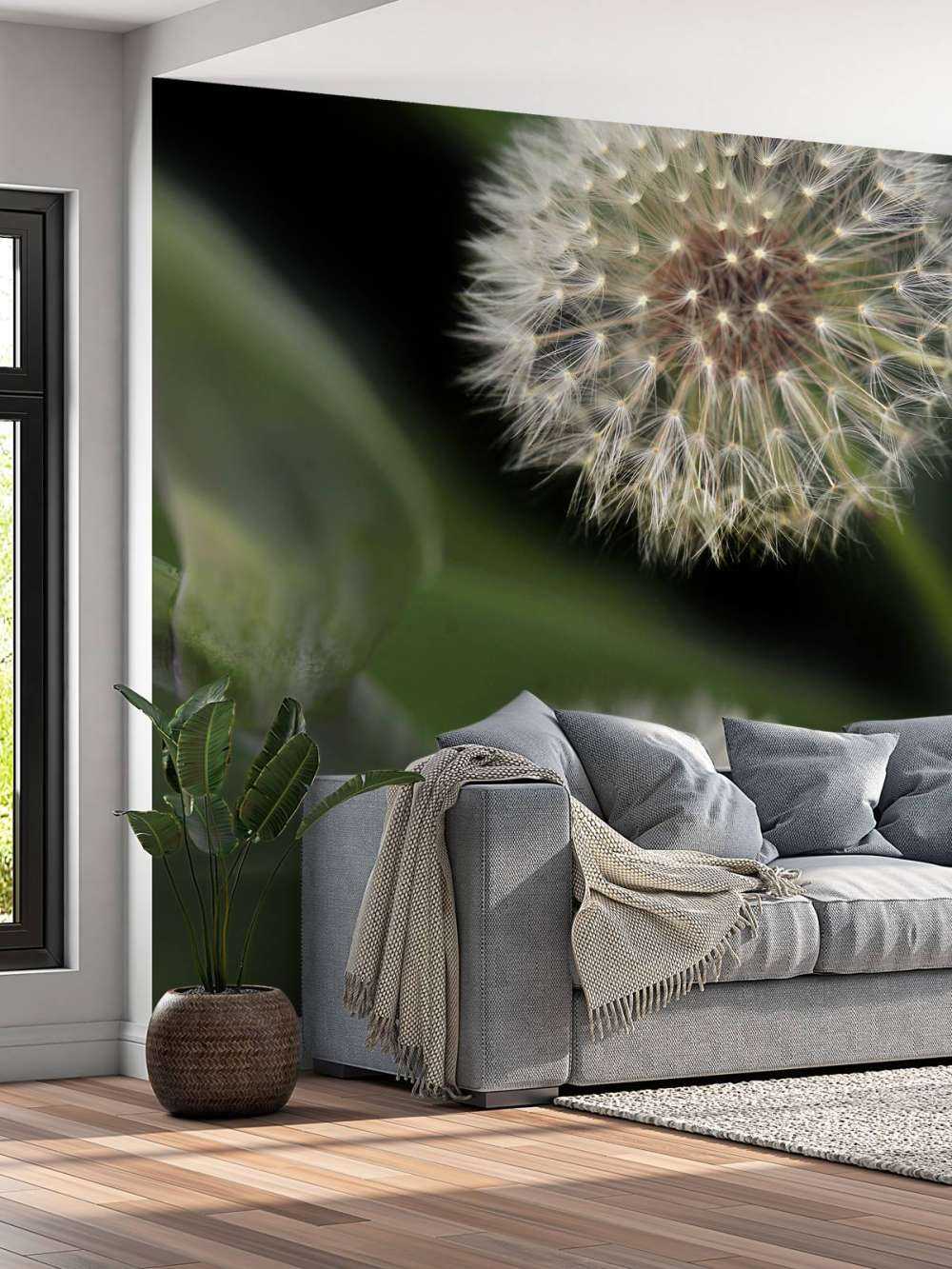 Nærbillede af mælkebøtter