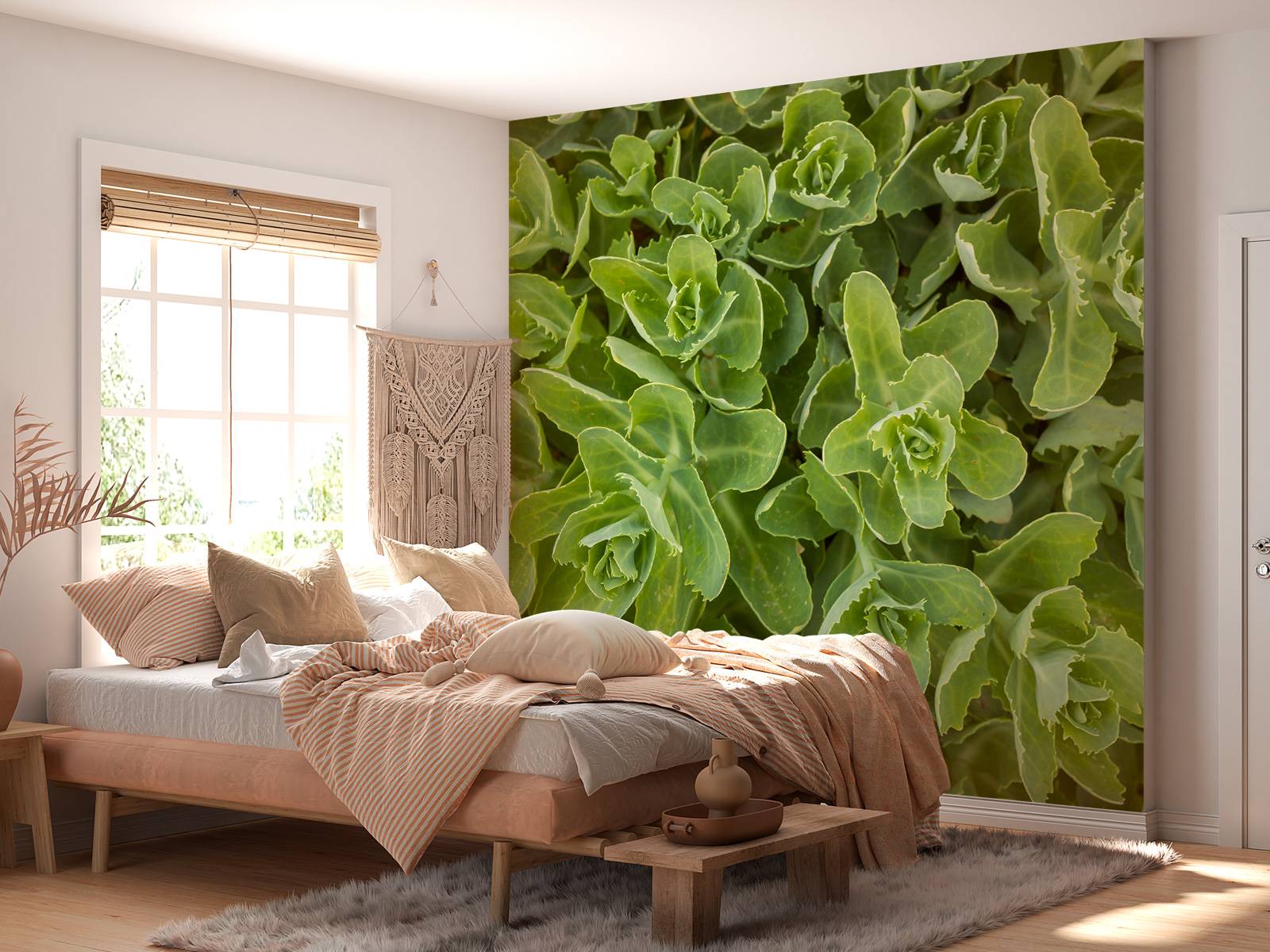 Sukkulenter - Fototapet, image size:1600x1200