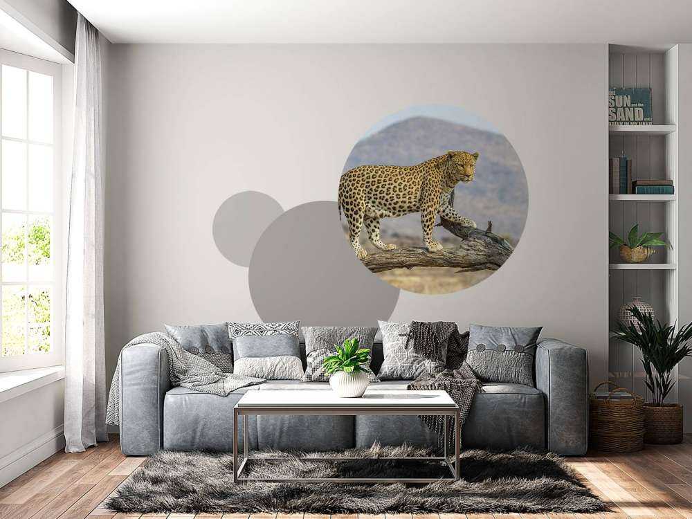 Leopard i Namibia