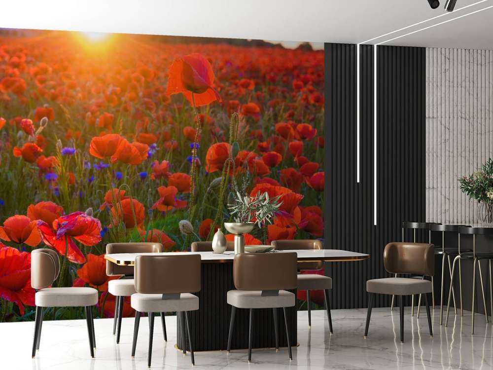 Valmuer med stigende sol