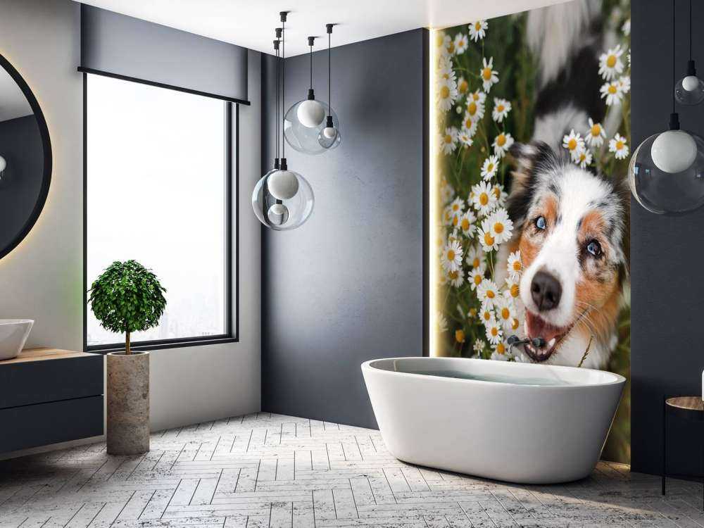 Australsk hyrde blandt blomster