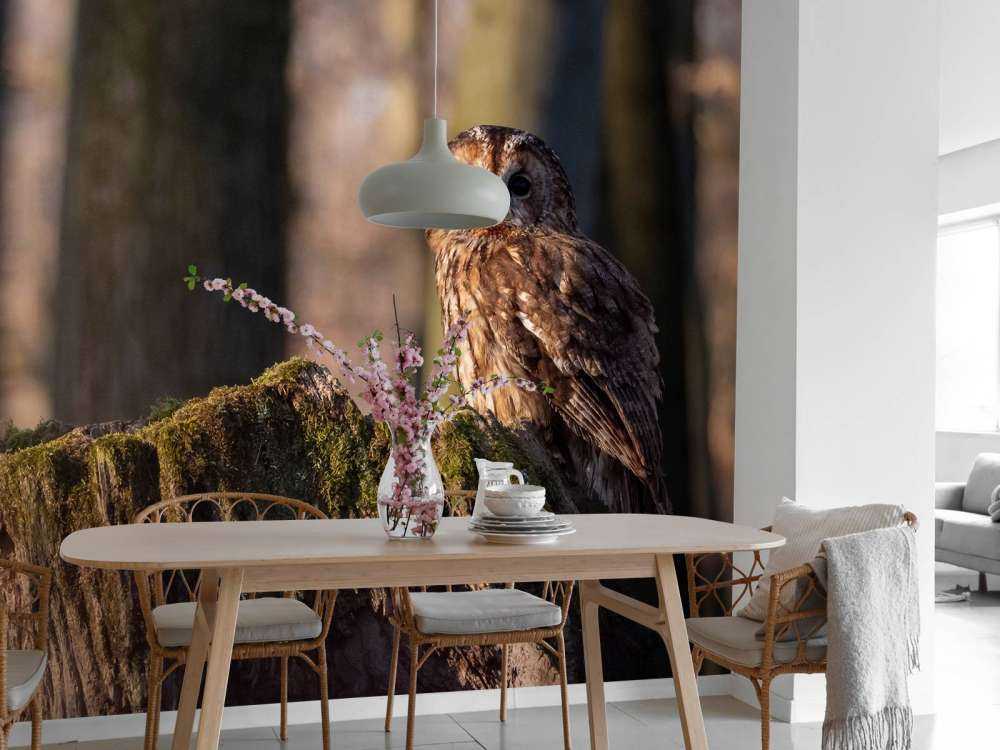 Lille ugle på et nedbrudt træ