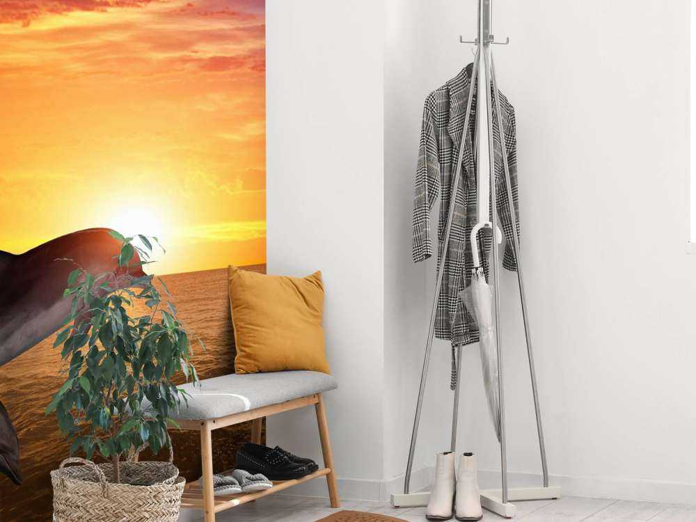 Delfiner i aftensolen