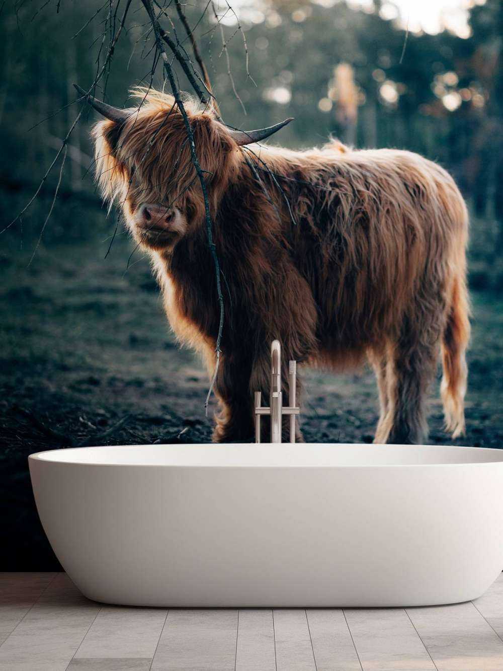 Scottish Highlander i udkanten af __skoven