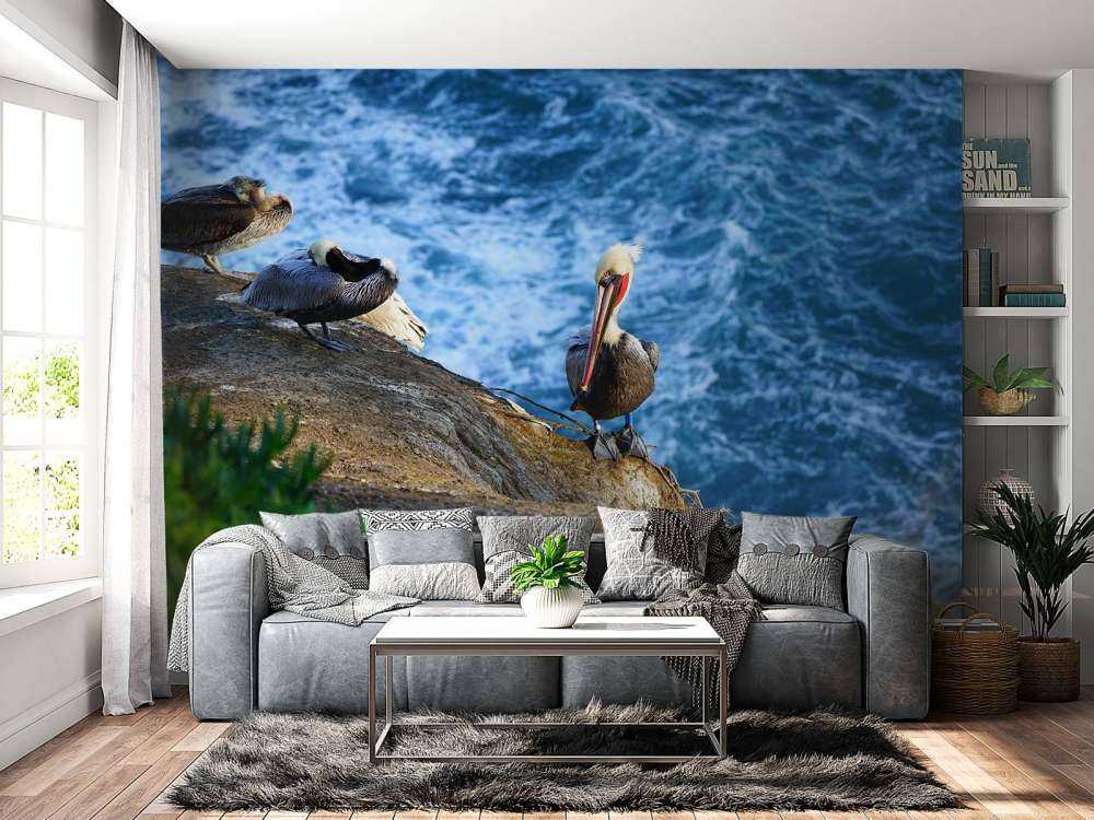 Kaliforniens pelikaner