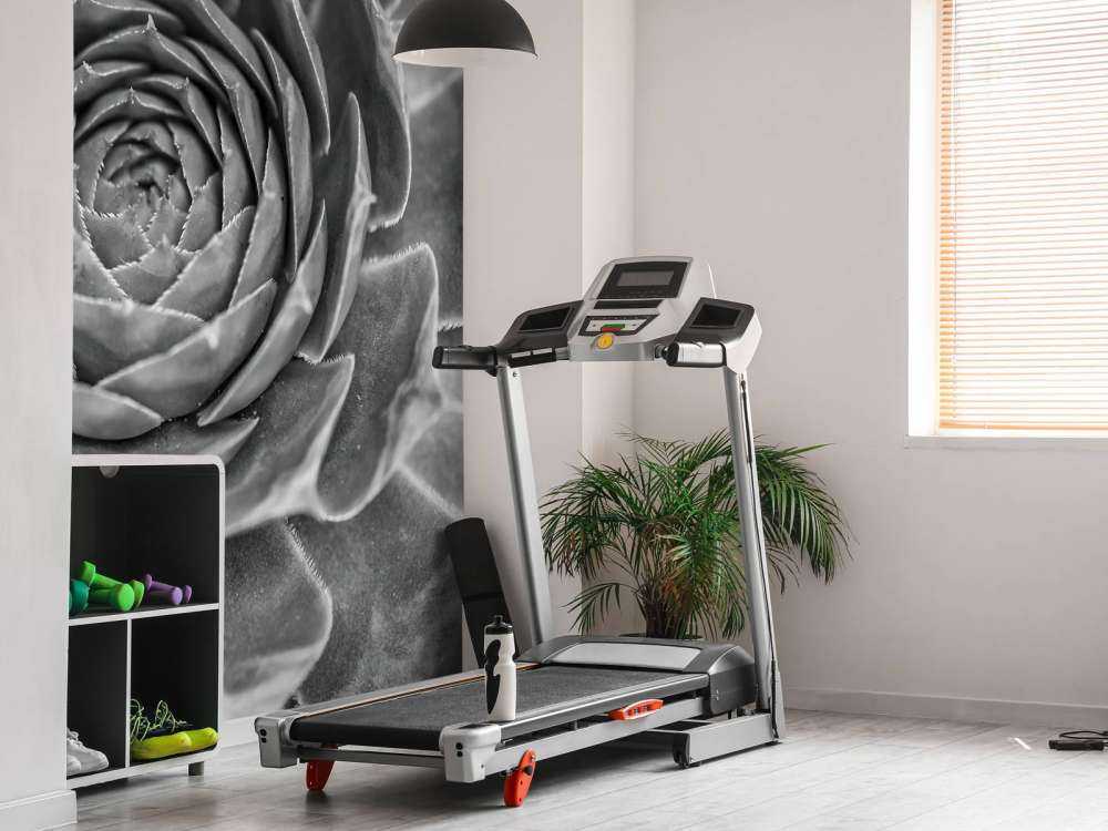 Närbild av saftiga växter