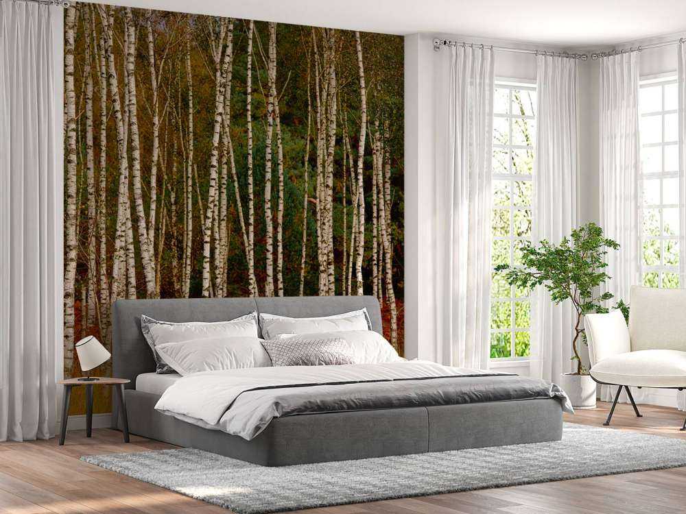 Björkträd i utkanten av skogen