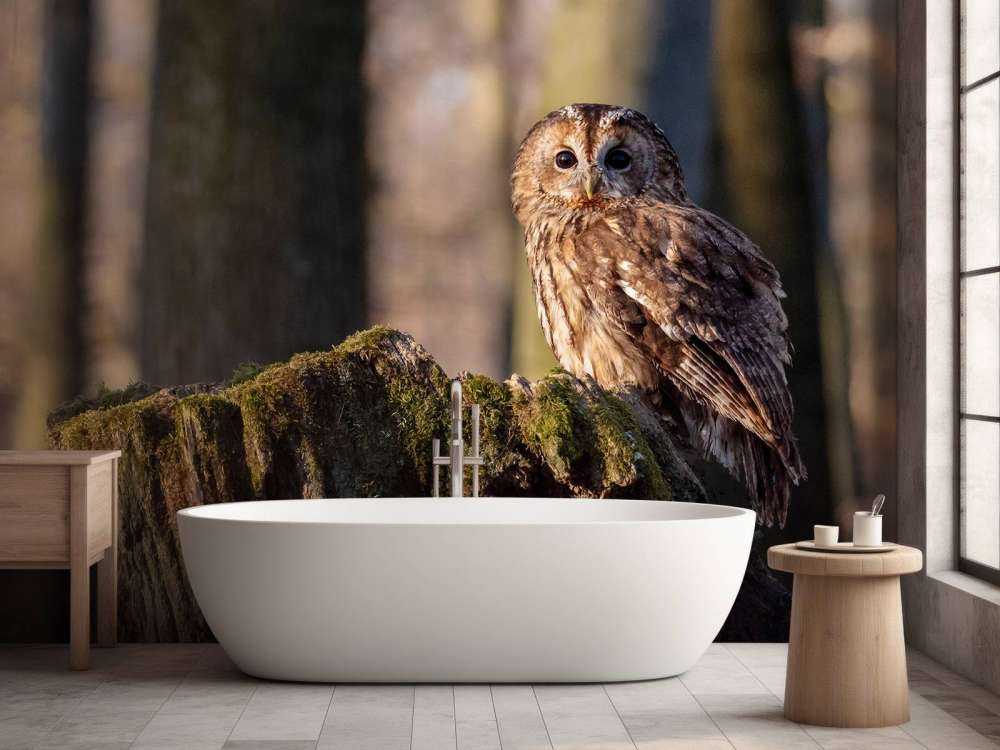 Lilla uggla på ett nedbrutet träd