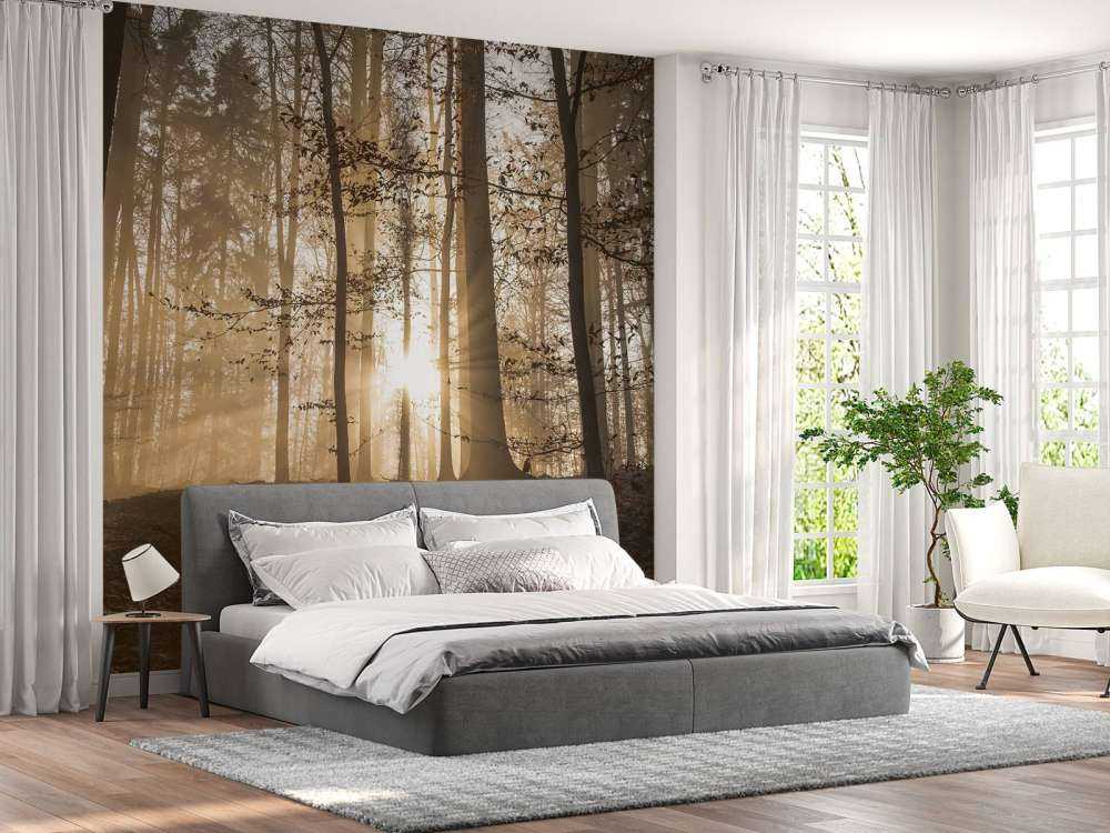 Solskin i en tåget skov