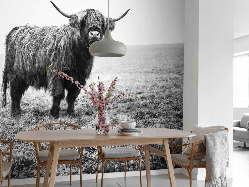 Scottish højlander i græsset