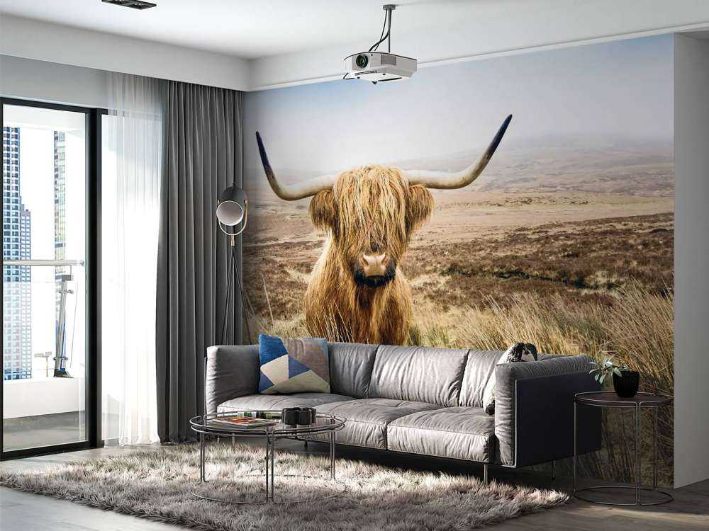 Scottish højlander med siv