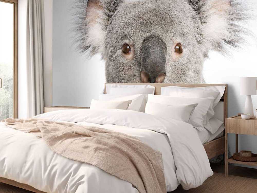 Foto af en koala