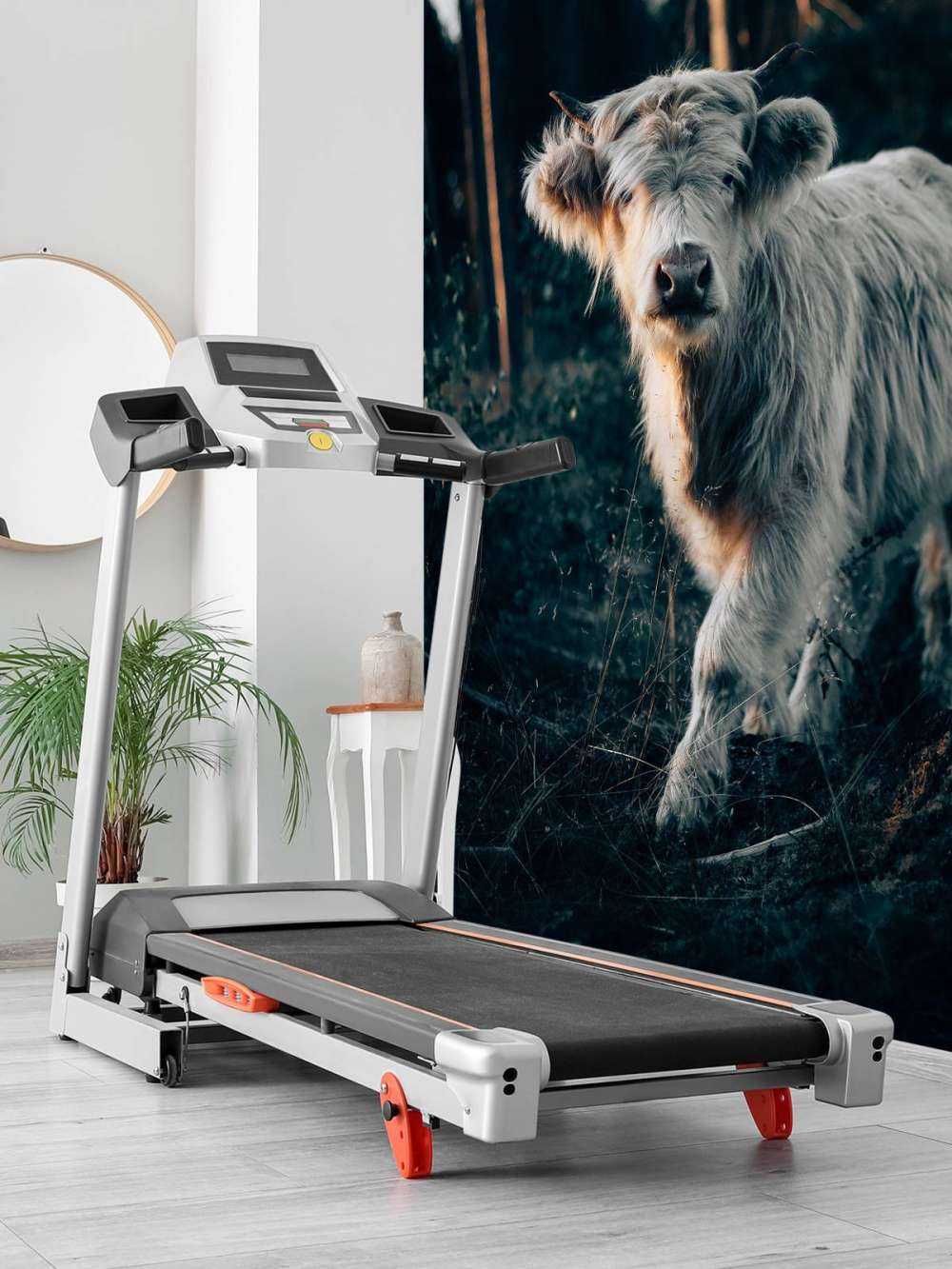 Skotsk highlander-unge