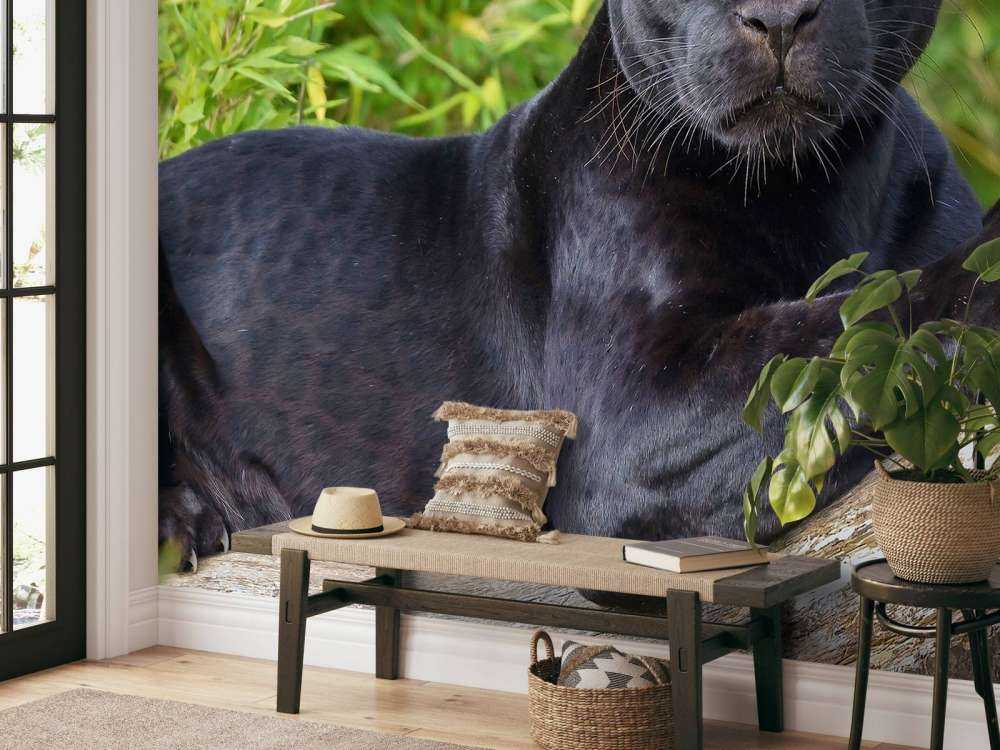 Sort panter på et træ