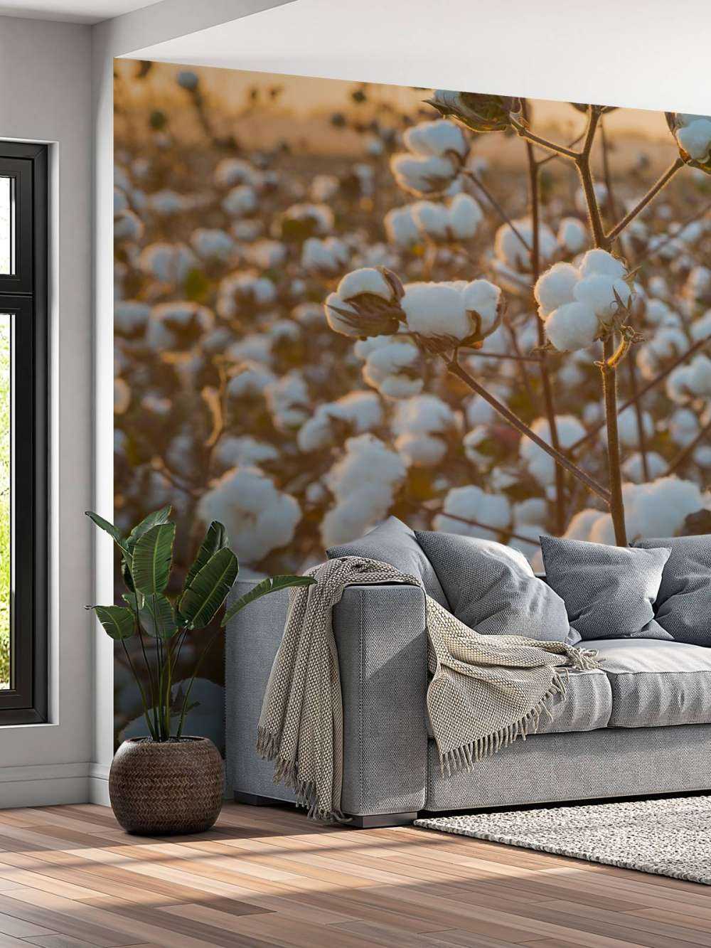 Bomuldsmark med gylden gul himmel