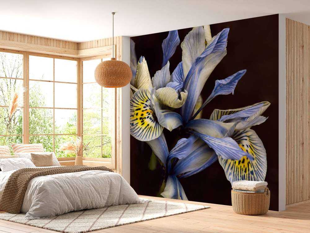 Blå iris