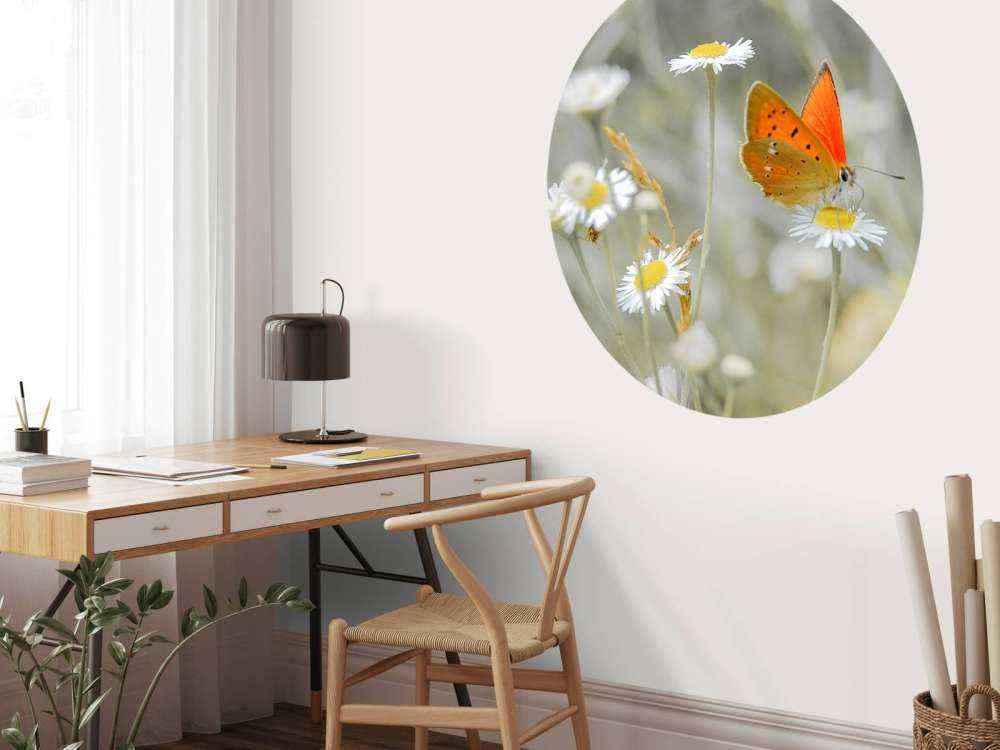 Tusindfryd og orange sommerfugl