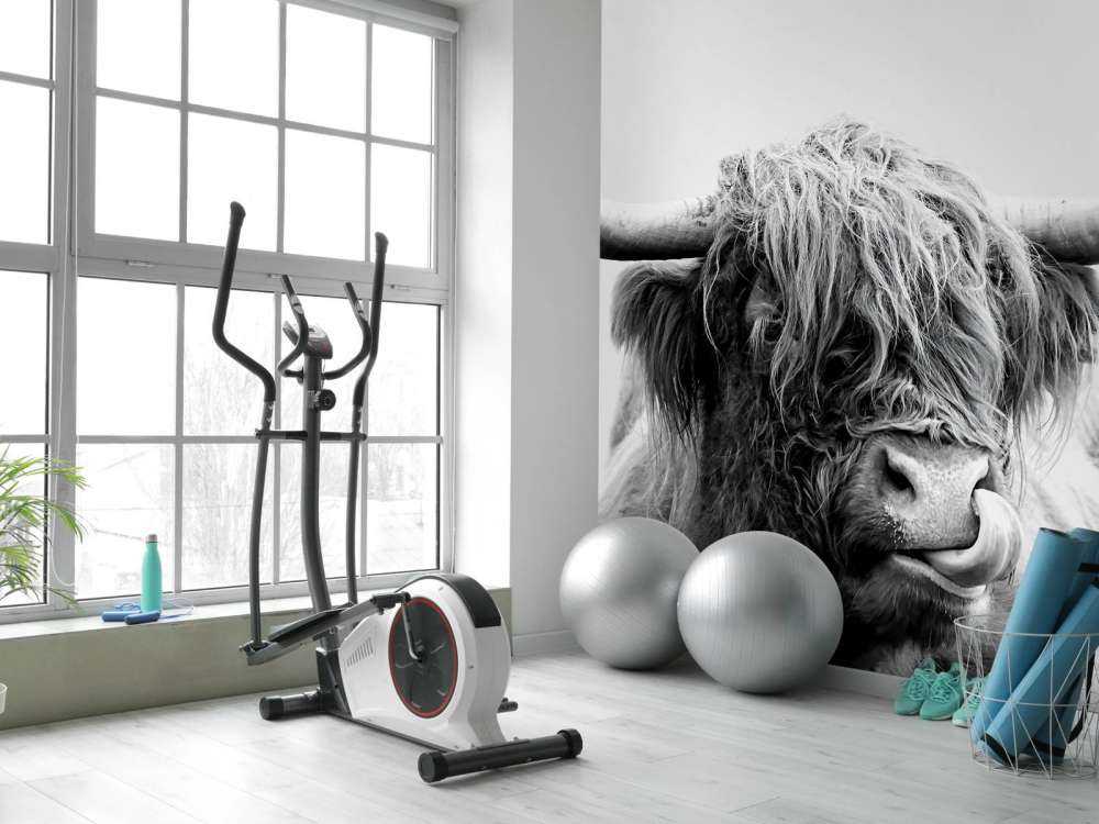 Morsomme skotske høyland