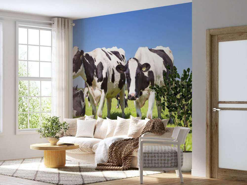 Fototapet køer