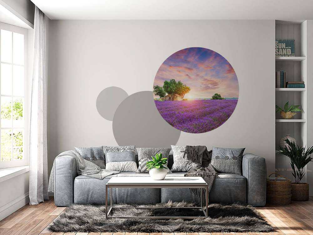 Lavendelåker under soloppgang