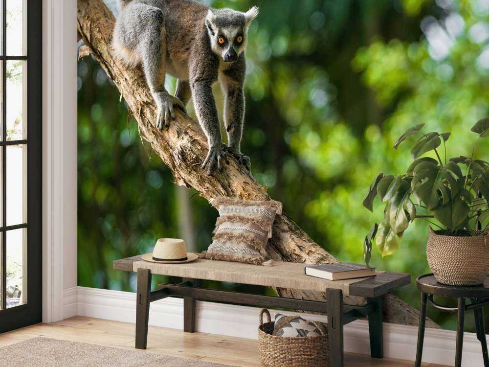 Ring-tailed ape i et tre