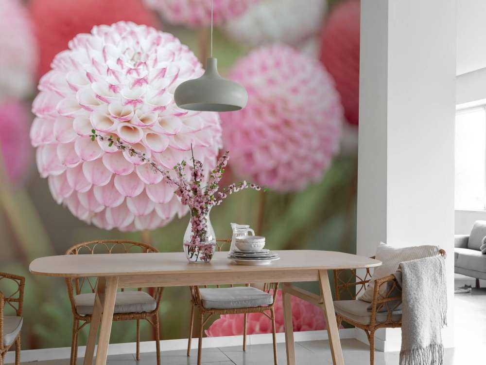 Rosa Dahlia Blomster