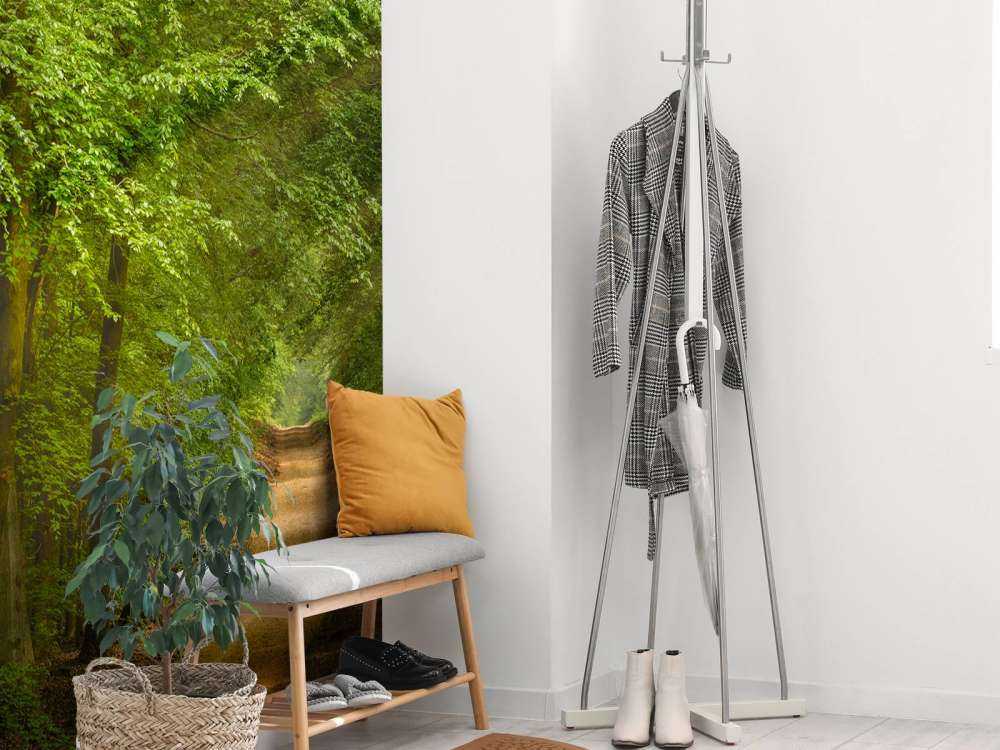 Padde i skogen med solstråler