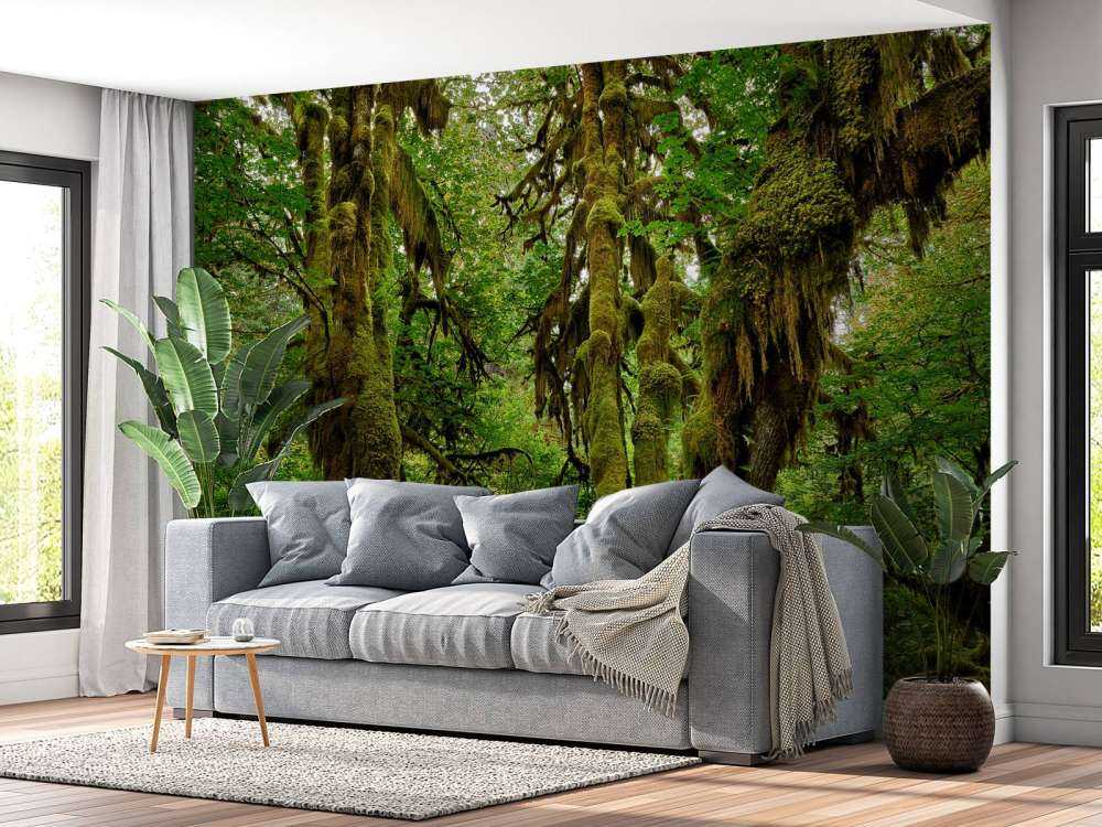 Gammal vildmarksskog