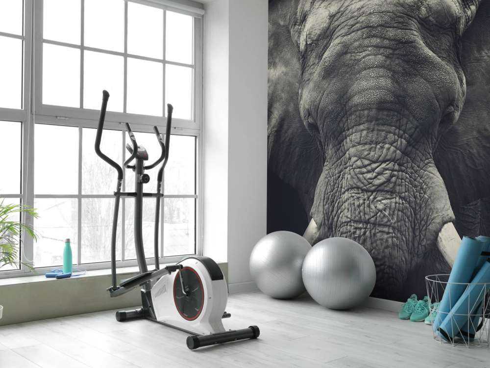 Närbild av en elefant