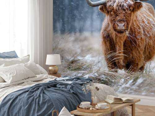 Snowy Highland cow