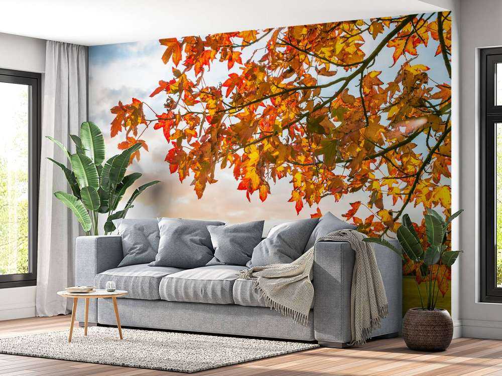 Höstträd i solnedgången