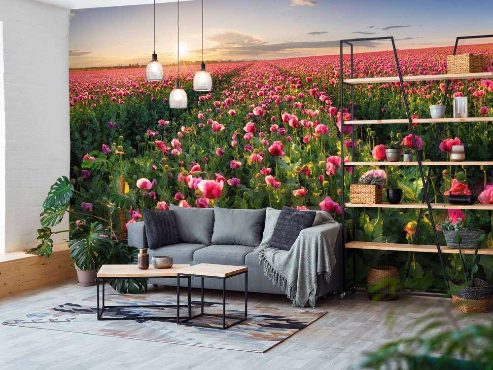 Fält med rosa vallmo