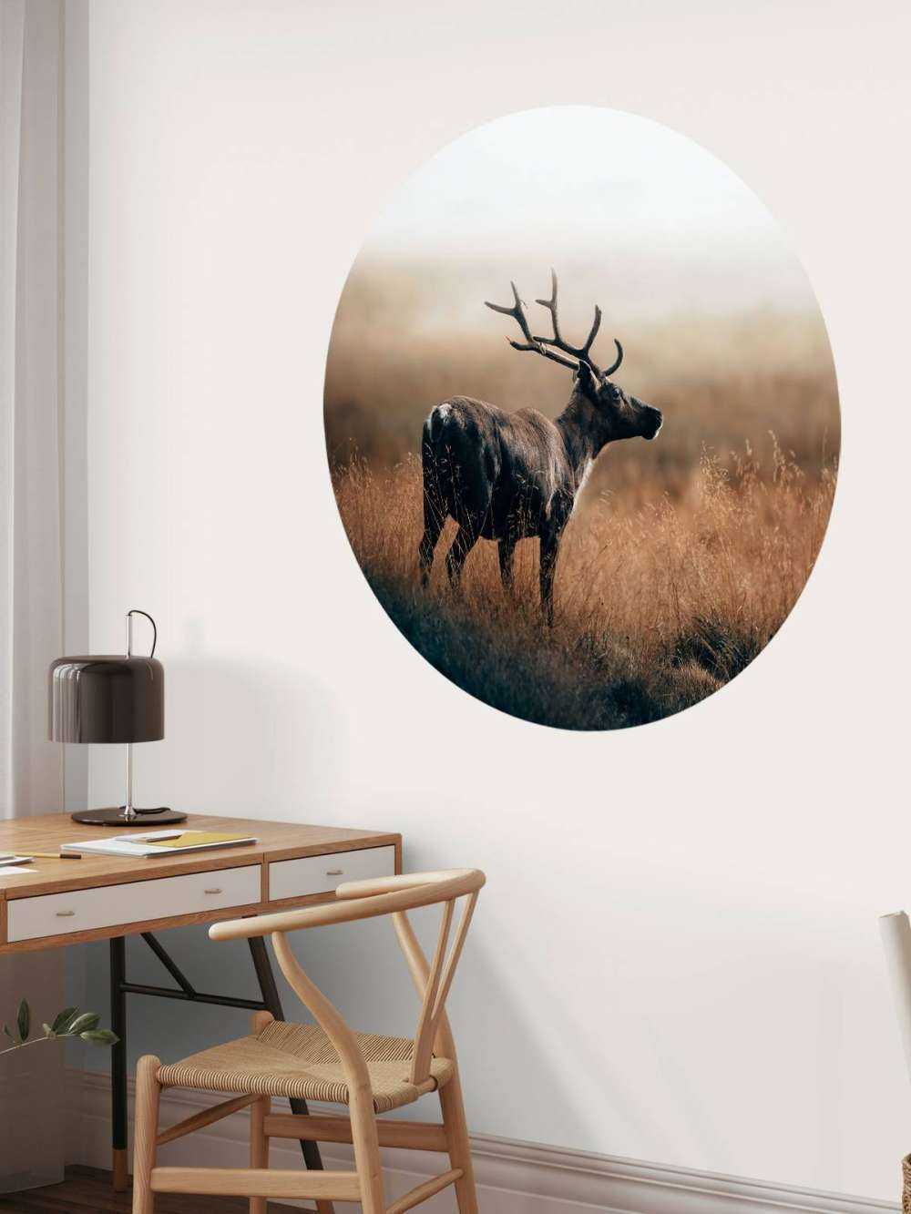 Rensdyr i det høje græs